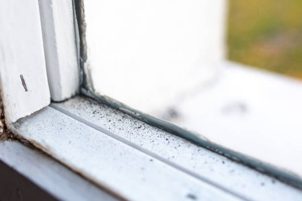Reliable Cascade, IA Mold Removal Solutions