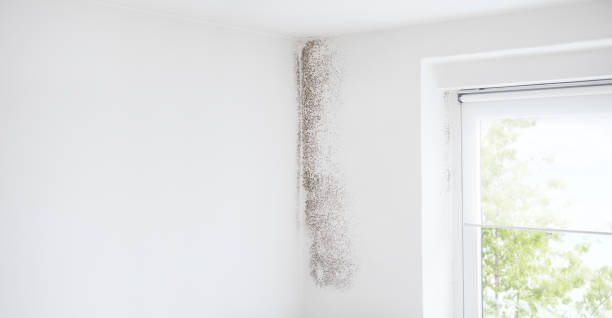 Best Water Damage & Mold Remediation  in Cascade, IA